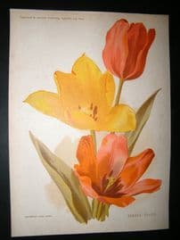 Amateur Gardening 1896 Botanical Print. Border Tulips