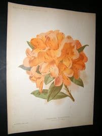 Amateur Gardening 1896 Botanical Print. Greenhouse Rhododendron