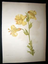 Amateur Gardening 1896 Botanical Print. Hardy Border Lily