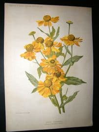 Amateur Gardening 1896 Botanical Print. Hardy Perennial