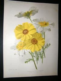 Amateur Gardening 1896 Botanical Print. Marguerite Chysanthemums