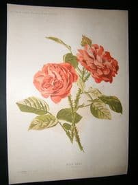 Amateur Gardening 1896 Botanical Print. Moss Rose
