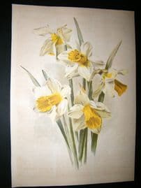 Amateur Gardening 1896 Botanical Print. Narcissus Bicolor Grandis