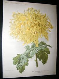Amateur Gardening 1896 Botanical Print. New Japanese Chysanthemum