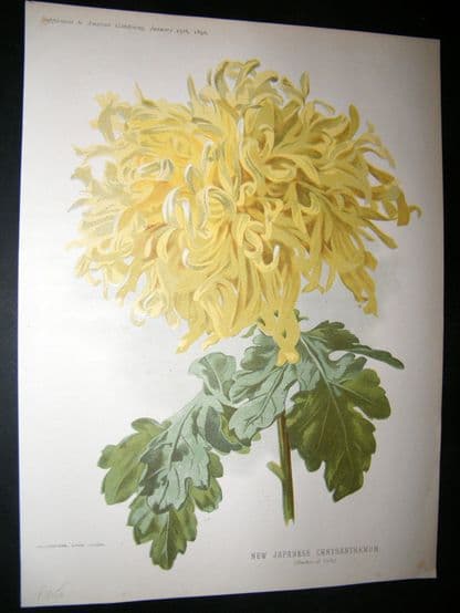 Amateur Gardening 1896 Botanical Print. New Japanese Chysanthemum | Albion Prints