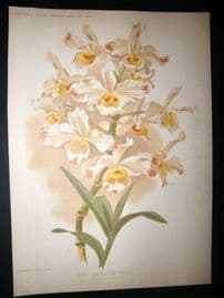 Amateur Gardening 1896 Botanical Print. Warm Greenhouse Orchid
