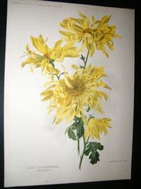 Amateur Gardening 1897 Botanical Print. Chysanthemum