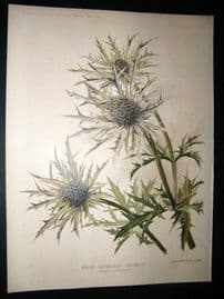 Amateur Gardening 1897 Botanical Print. Hardy Herbaceous Perennial Thistle