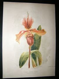Amateur Gardening 1897 Botanical Print. Lady's Slipper Orchid