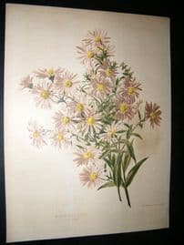 Amateur Gardening 1897 Botanical Print. Michaelmas Daisy