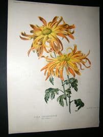Amateur Gardening 1897 Botanical Print.  Single Chysanthemum.