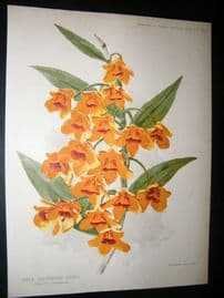 Amateur Gardening 1897 Botanical Print. Warm Greenhouse Orchid