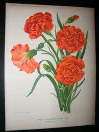 Amateur Gardening 1902 Botanical Print. A New Fragrant Carnation