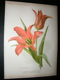 Amateur Gardening 1902 Botanical Print. Border Tulip, Tulipa Elegans