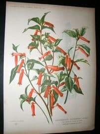 Amateur Gardening 1902 Botanical Print. Mexican Cigar Flower