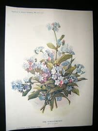 Amateur Gardening 1902 Botanical Print. The Forget-Me-Not