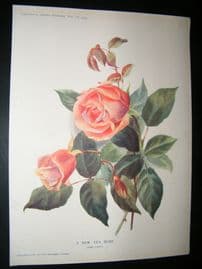 Amateur Gardening 1903 Botanical Print. A New Tea Rose