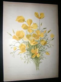 Amateur Gardening 1903 Botanical Print. A Showy Hardy Annual, Buttercup