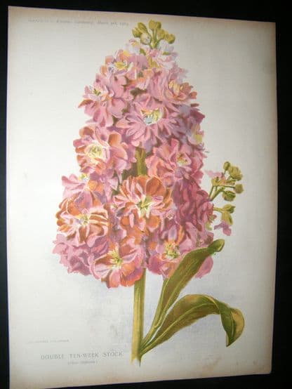 Amateur Gardening 1903 Botanical Print. Double Ten-Week Stock | Albion Prints
