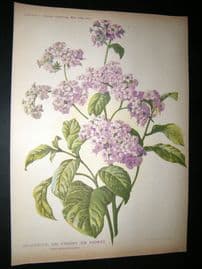 Amateur Gardening 1903 Botanical Print. Heliotrope or Cherry Pei Flower