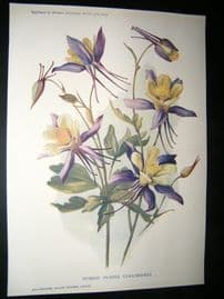 Amateur Gardening 1903 Botanical Print. Hybrid Purple Columbines