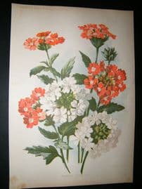 Amateur Gardening 1903 Botanical Print. Hybrid Verbenas