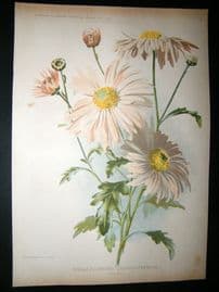 Amateur Gardening 1903 Botanical Print. Single-Flowered Chrysanthemum