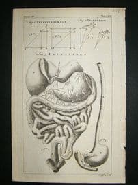 Anatomy:1755 Intestines, Antique Print.