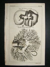 Anatomy:1755 Liver, Antique Print.
