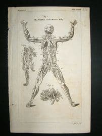 Anatomy:1755 Veins Of Human Body, Print.