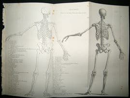 Anatomy: C1875 Set of 5 Antique Prints