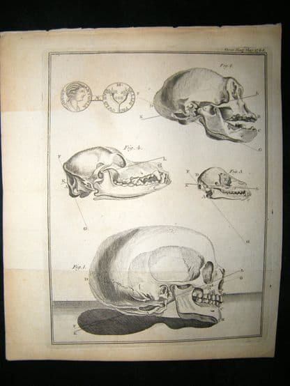 Anatomy Print 1768 Antique Engraving. Skulls | Albion Prints