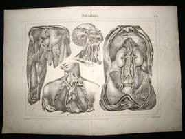 Anatomy Print: 1835 Arteries etc, Folio.