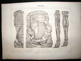 Anatomy Print: 1835 Arteries etc, Folio..