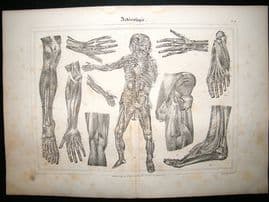 Anatomy Print: 1835 Arteries, Folio.