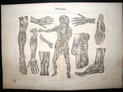 Anatomy Print: 1835 Arteries, Folio. | Albion Prints