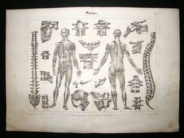 Anatomy Print: 1835 Lithograph, Folio.