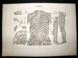 Anatomy Print: 1835 Lymphology, Folio.