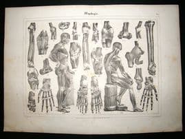 Anatomy Print: 1835 Myology, Folio.