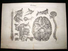 Anatomy Print: 1835 Neurology , Folio.