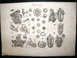 Anatomy Print: 1835 Organs, Folio.