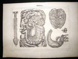 Anatomy Print: 1835 Philebology, Folio.