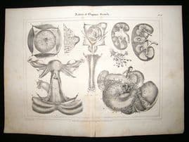 Anatomy Print: 1835 Sexual Organs, Folio.