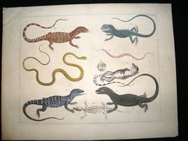 Albertus Seba: C1750 Lizard & Snakes 94. LG Folio Hand Col Print