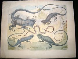 Albertus Seba: C1750 Lizard & Snakes 95. LG Folio Hand Col Print