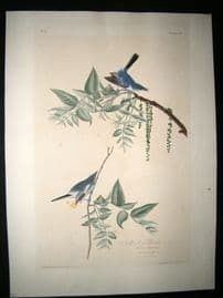 Audubon Havell C1830 Folio Hand Col Bird Print. Blue Grey Flycatcher 84. 1st Ed.