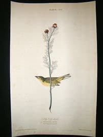 Audubon Havell: C1830 Selby's Fly Catcher. Folio 1st Edition. Hand Col
