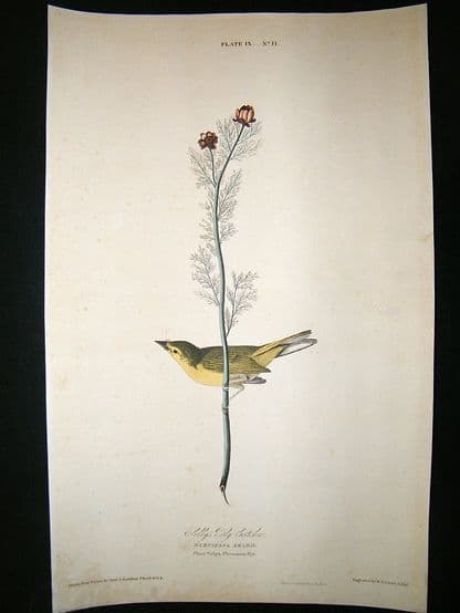 Audubon Havell: C1830 Selby's Fly Catcher. Folio 1st Edition. Hand Col | Albion Prints