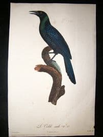 Barraband: 1806 LG Folio Hand Col Bird Print. Paridise Crow