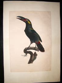 Barraband: C1800 LG Folio Hand Col Bird Print. Guyana Koulik Toucan. Proof